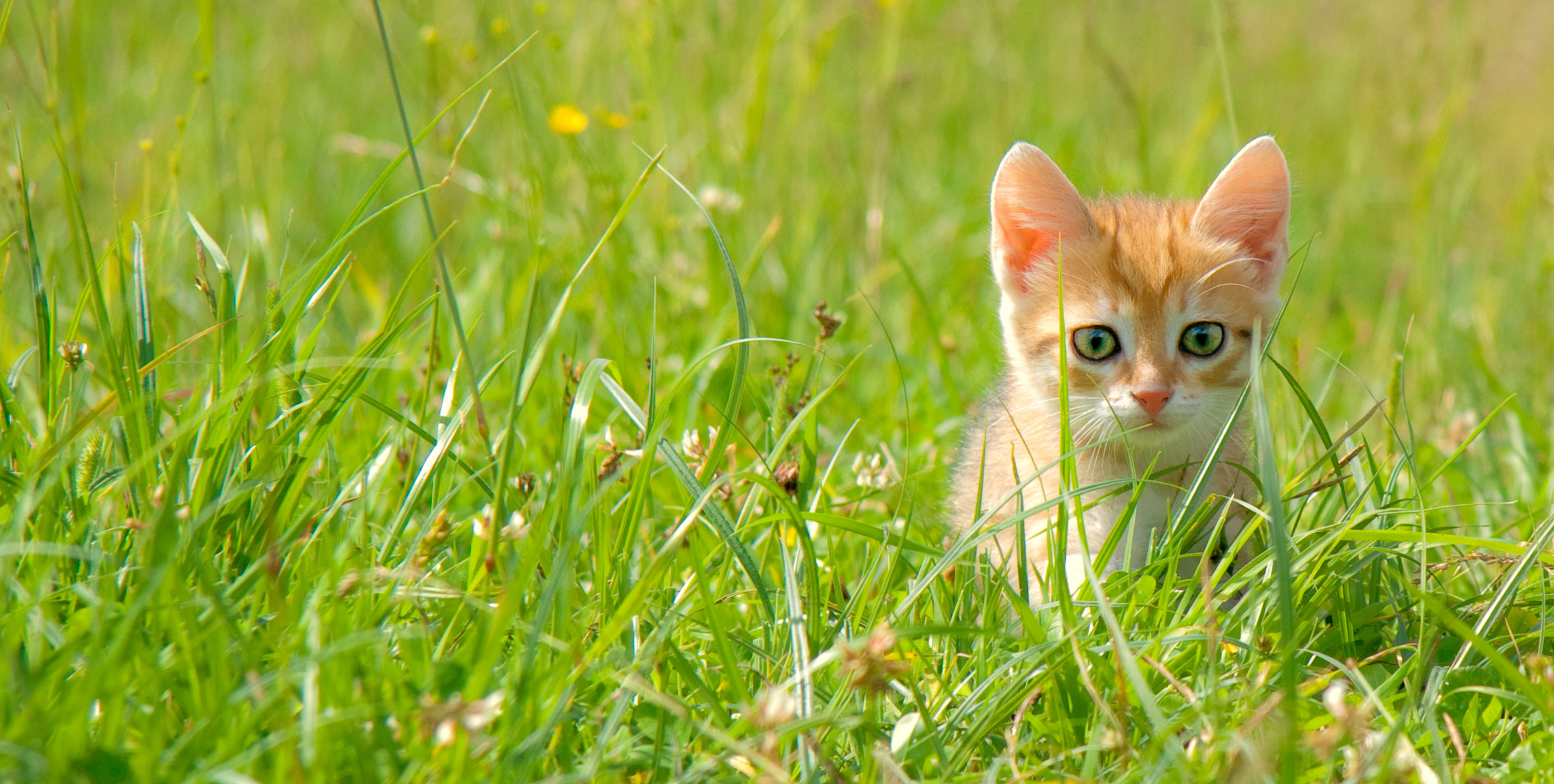 ophøre Charmerende Ekspression Katteforsikring | Fast lav pris på forsikring af din kat | Topdanmark